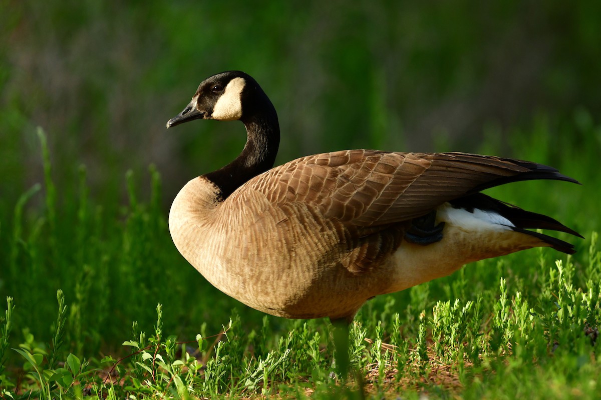 Canada Goose - ML617975766