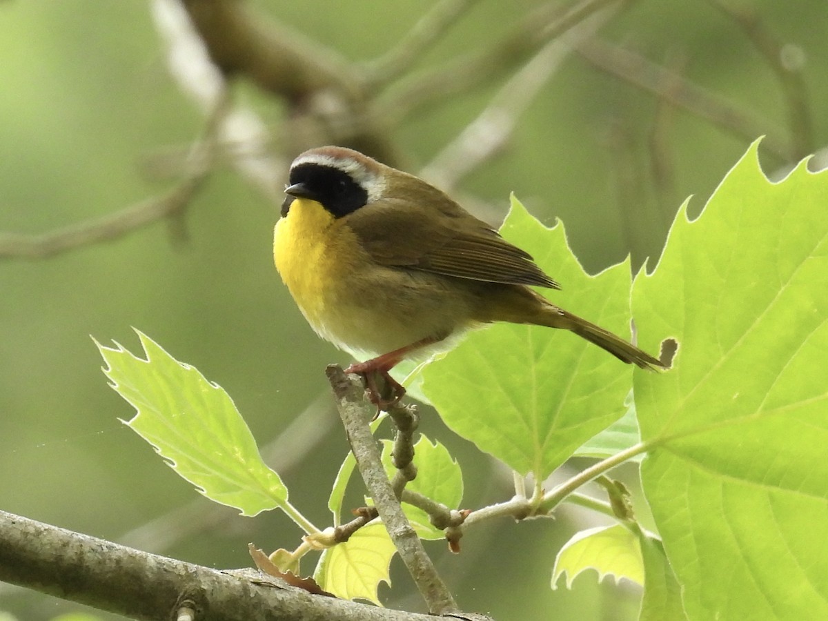 Common Yellowthroat - Steven Vozzo