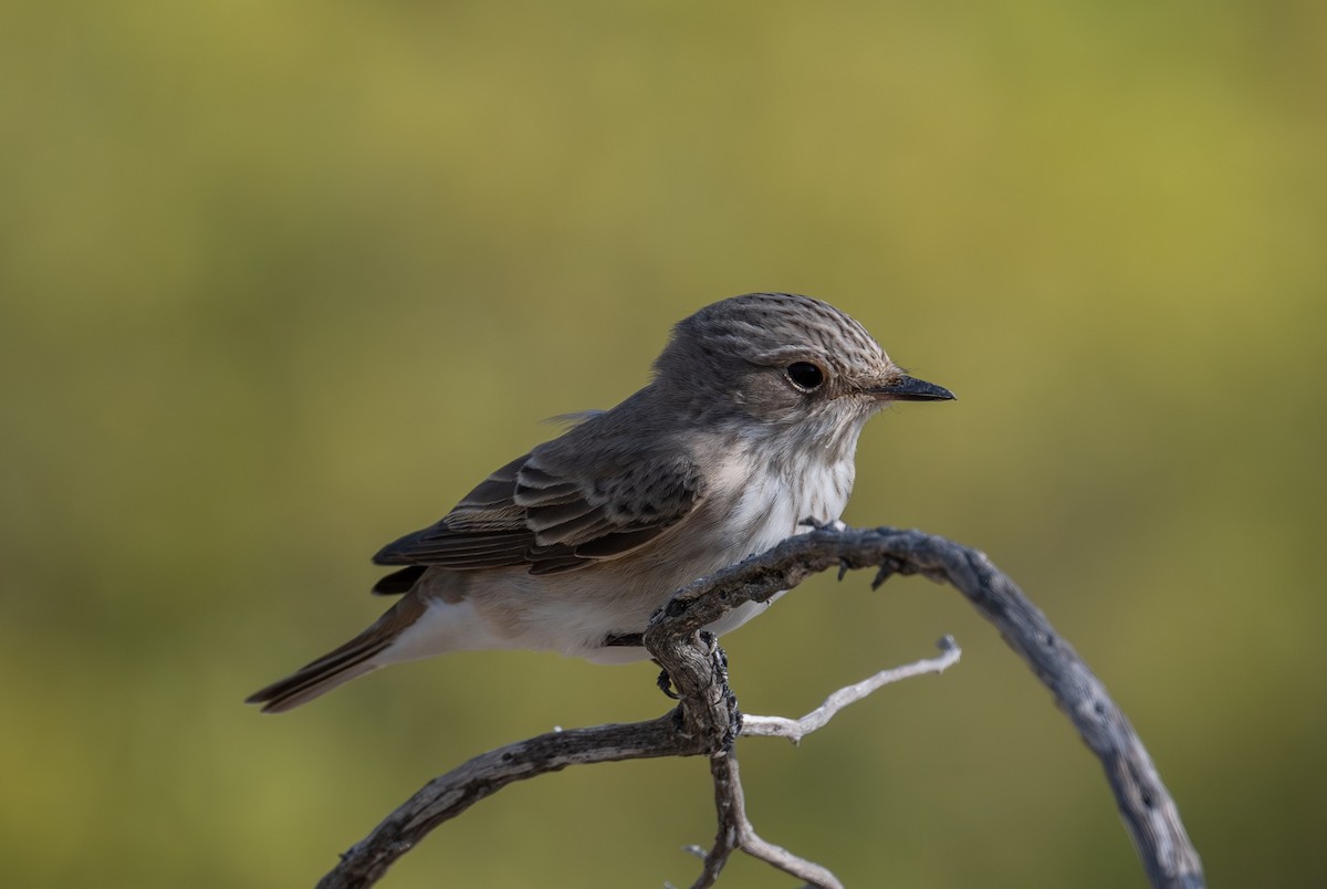 Spotted Flycatcher - Mohamed  Almazrouei