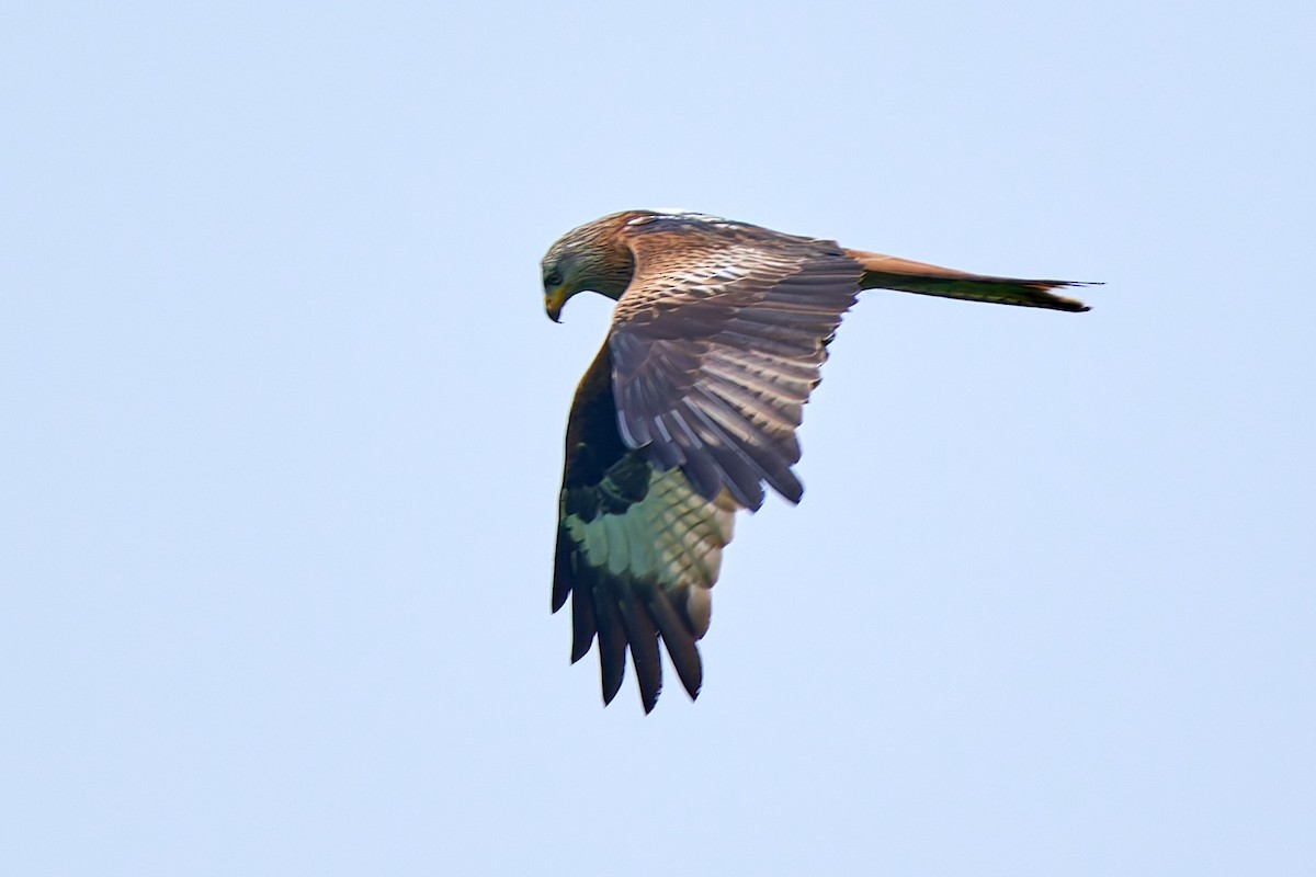 Red Kite - ML617975775