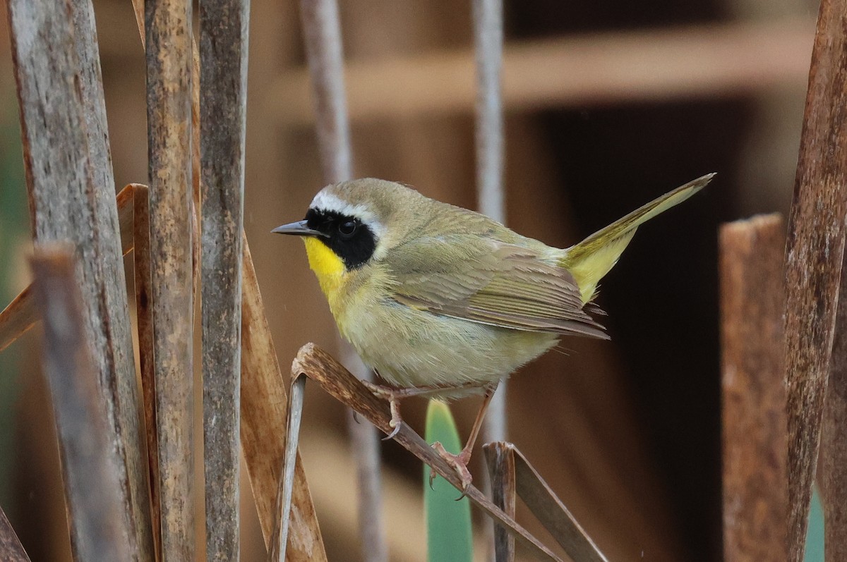 Common Yellowthroat - Warren Cronan