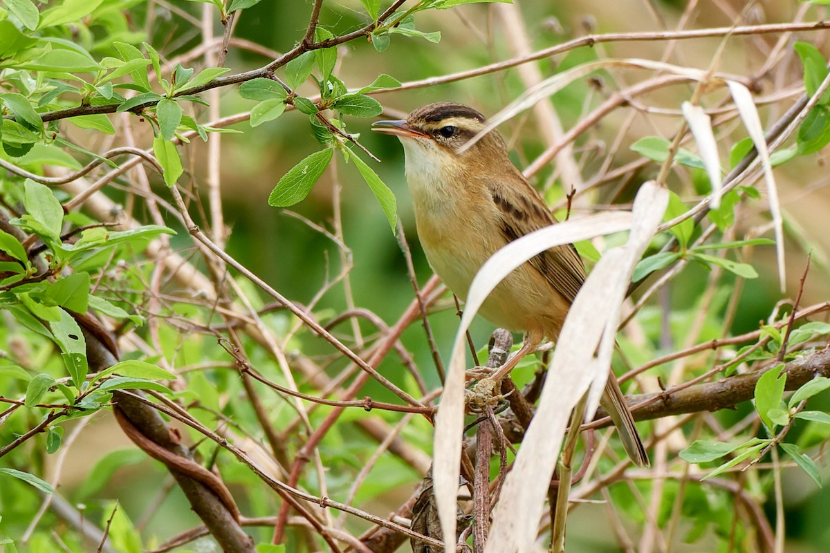 Sedge Warbler - ML617975783