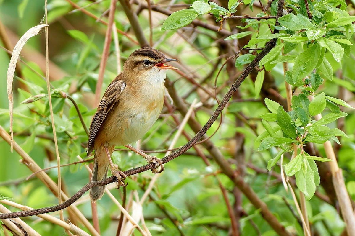 Sedge Warbler - ML617975784