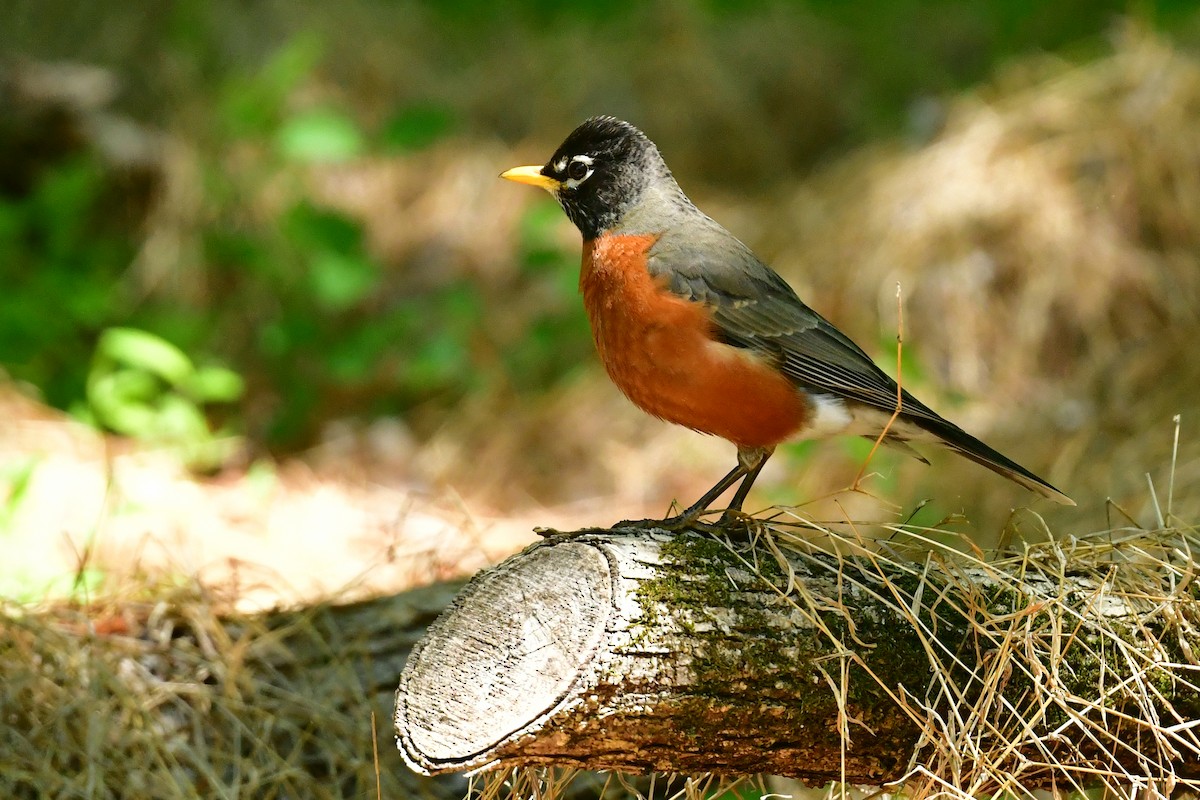 American Robin - ML617975794