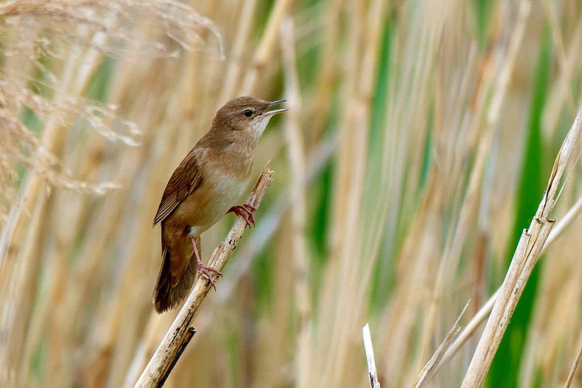 Savi's Warbler - ML617975796