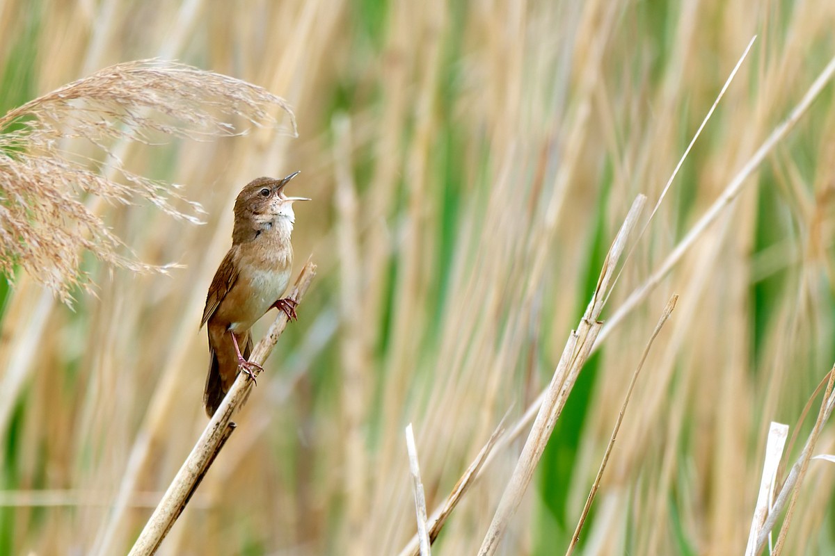 Savi's Warbler - ML617975797