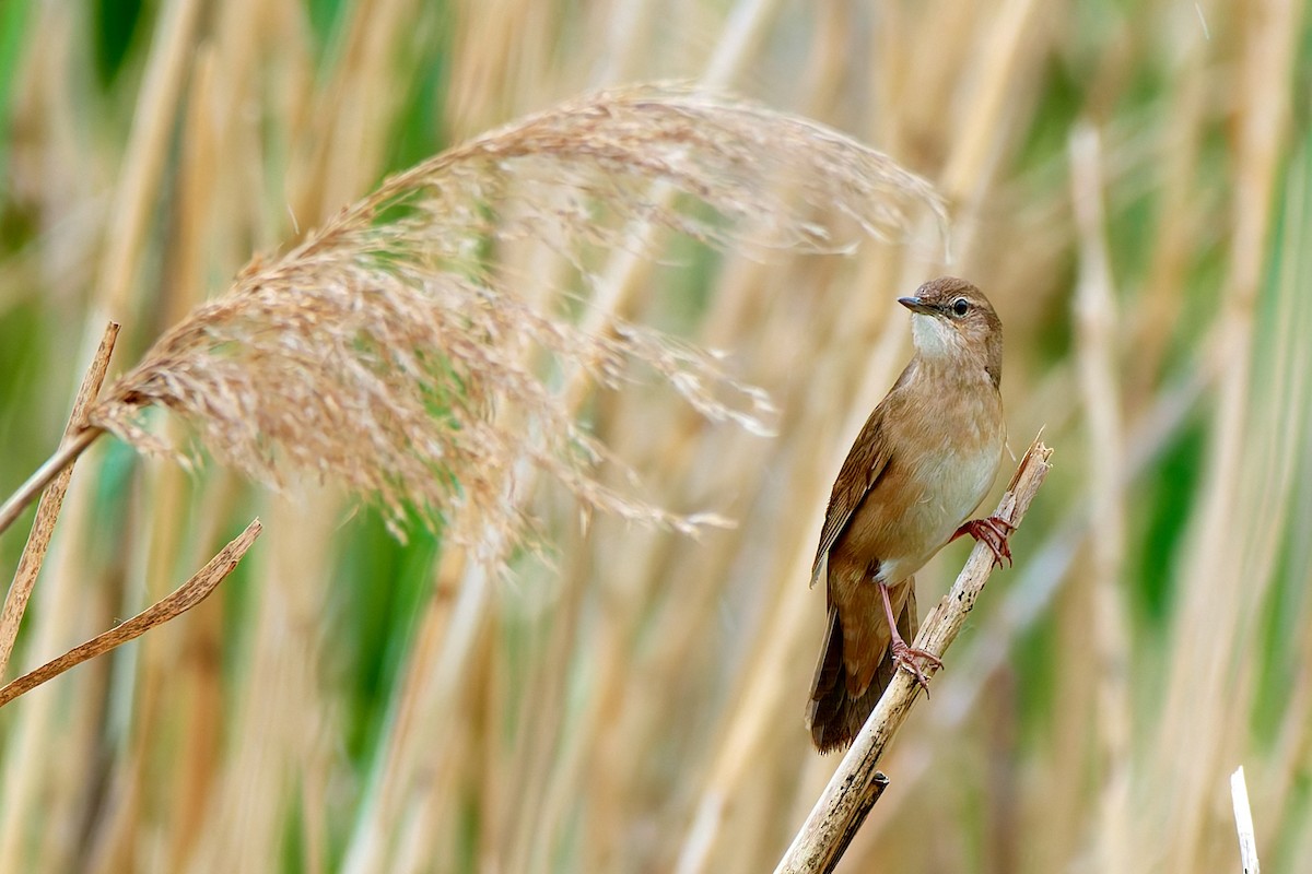 Savi's Warbler - ML617975798