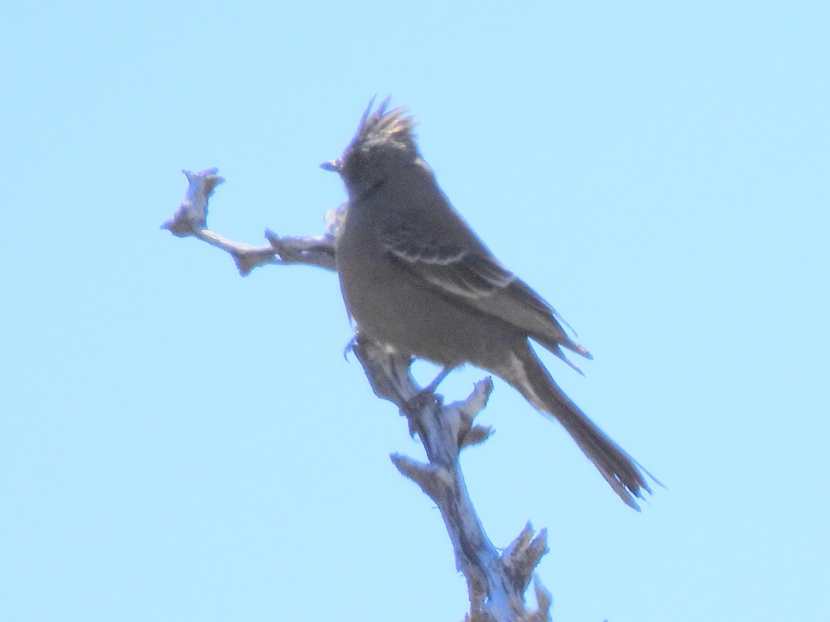 Phainopepla - Ed Daniels