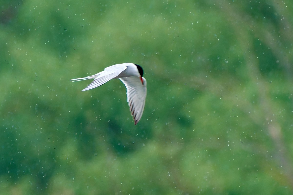 Common Tern - ML617975810