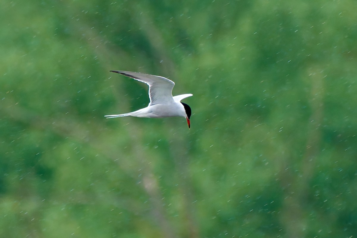 Common Tern - ML617975811