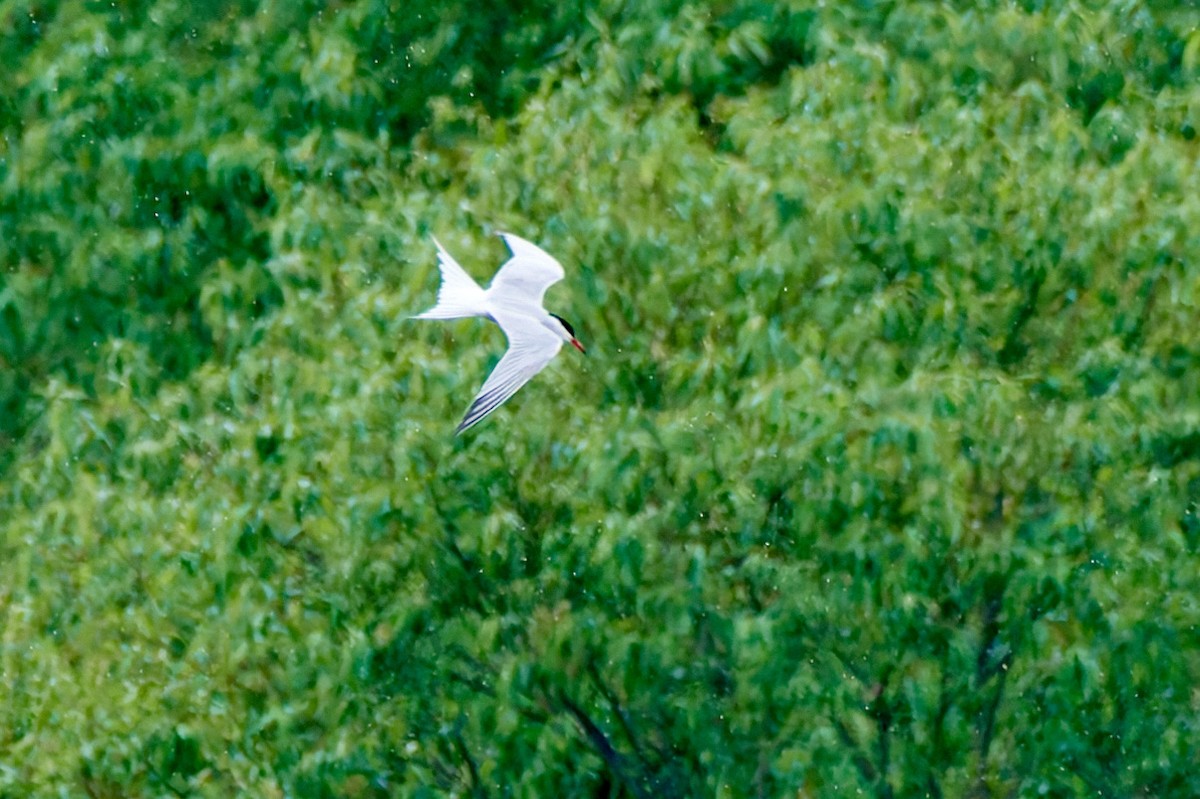 Common Tern - ML617975812