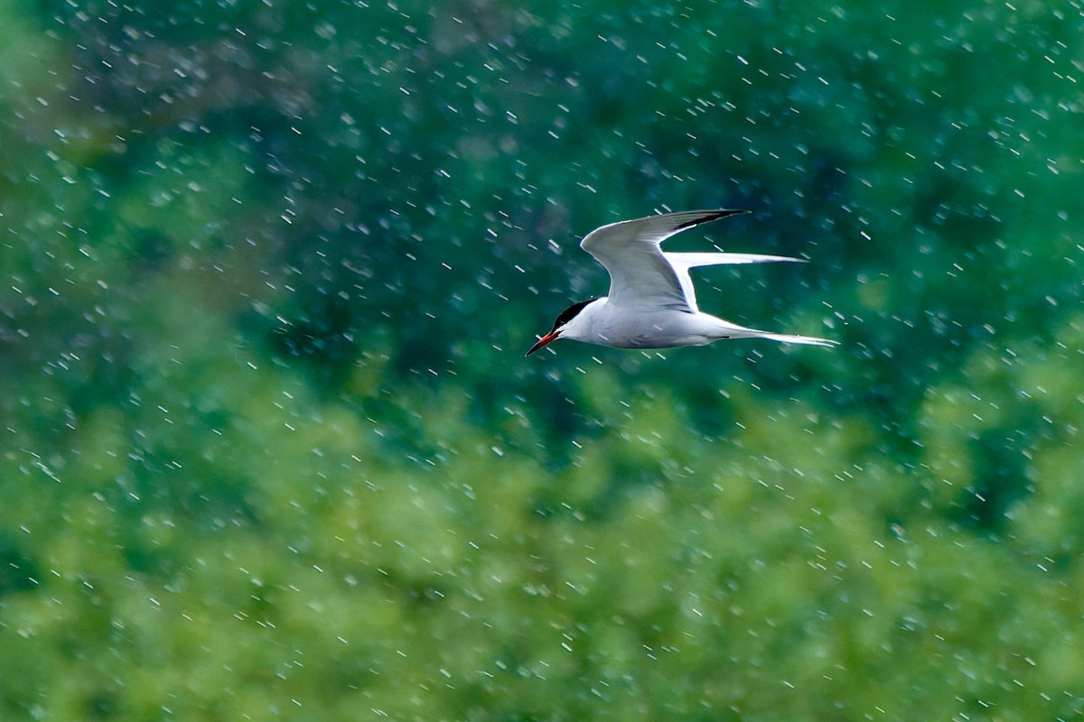 Common Tern - ML617975819