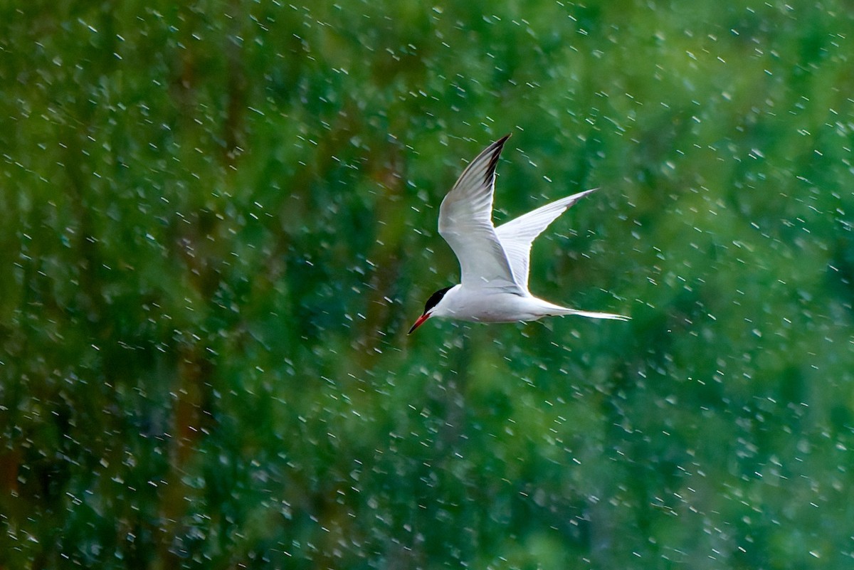 Common Tern - ML617975821