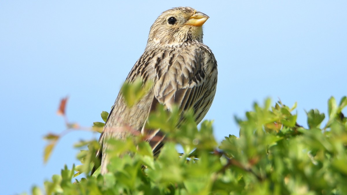 Corn Bunting - ML617975835