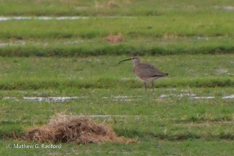 Regenbrachvogel - ML617975876