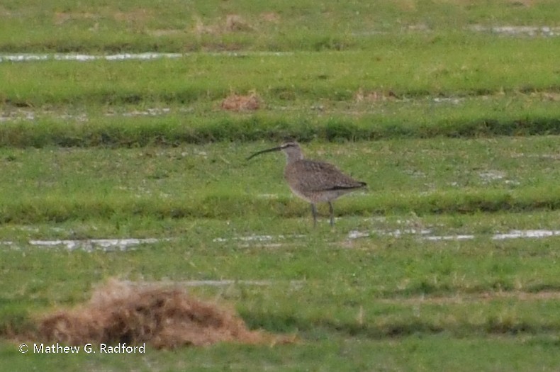 Whimbrel - ML617975878