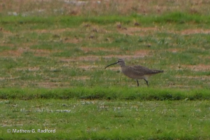 Whimbrel - Mathew Radford