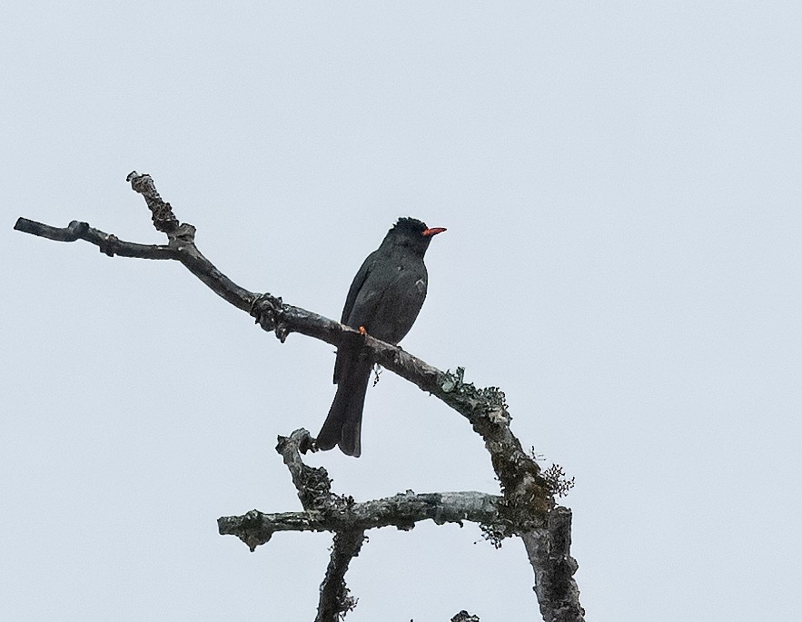 Bulbul Negro - ML617975969