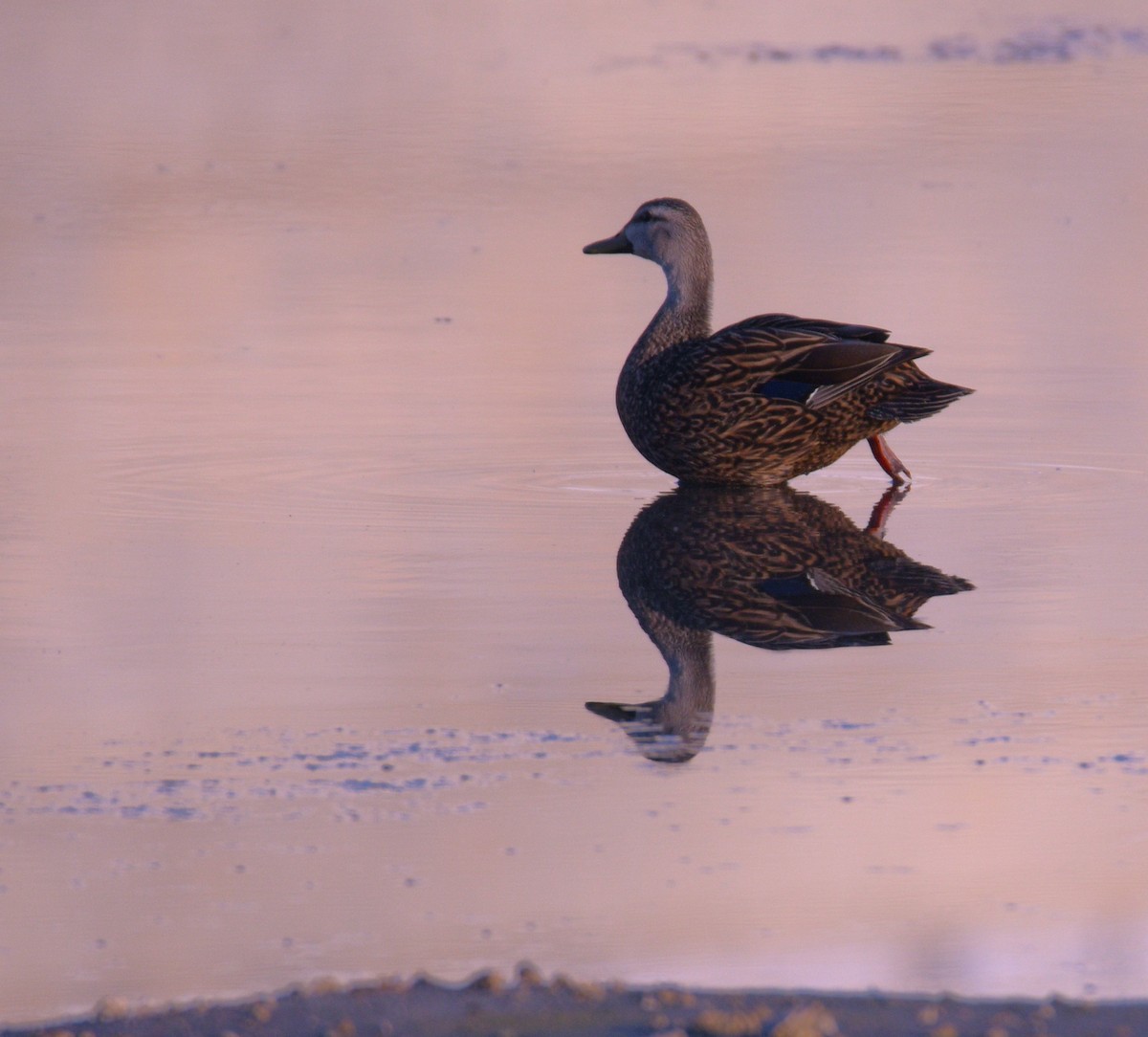 Mottled Duck - Richard Merrigan