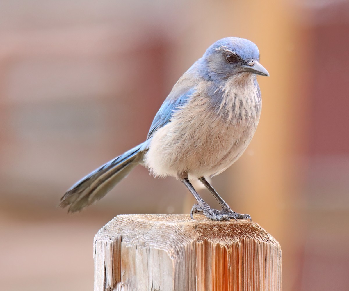 Woodhouse's Scrub-Jay - Elizabeth Winter