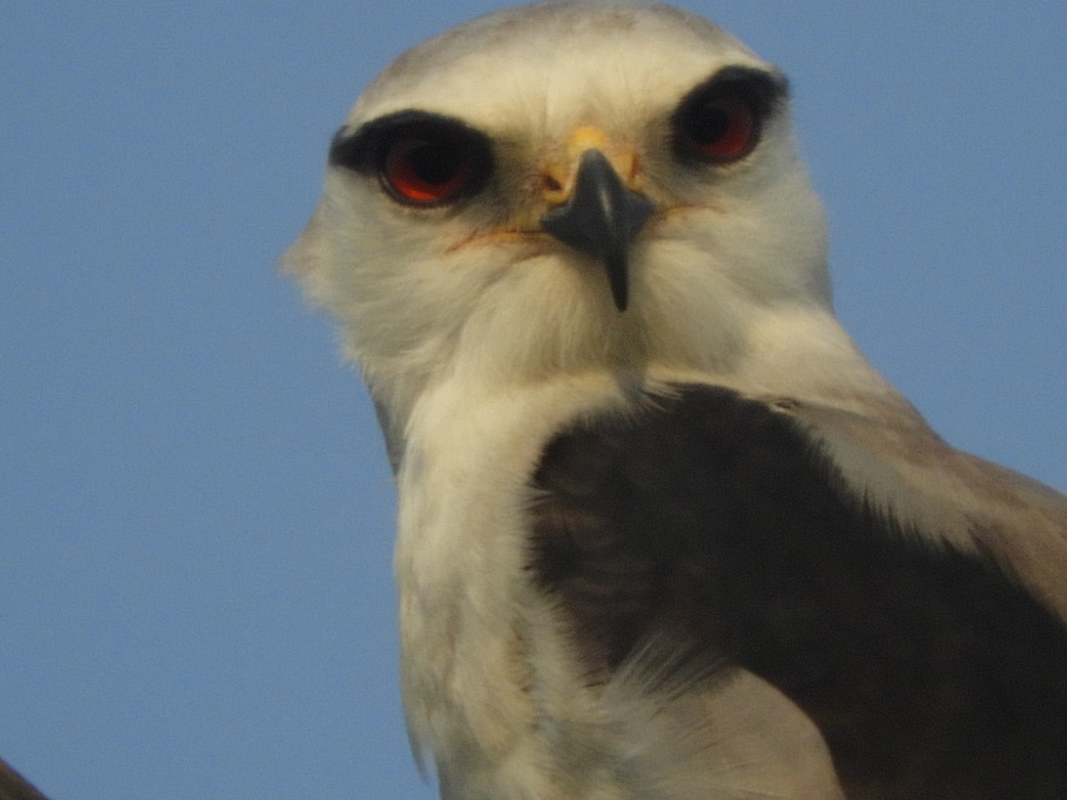 Black-winged Kite - ML617976241