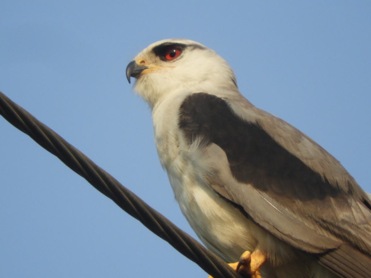 Black-winged Kite - ML617976242