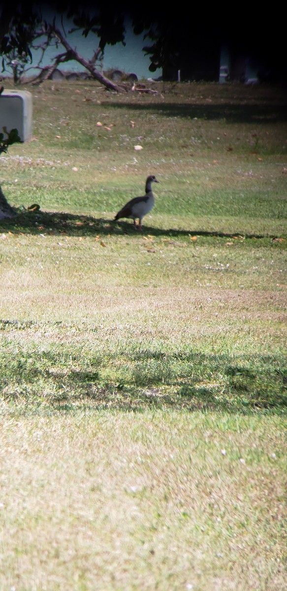 Egyptian Goose - ML617976443