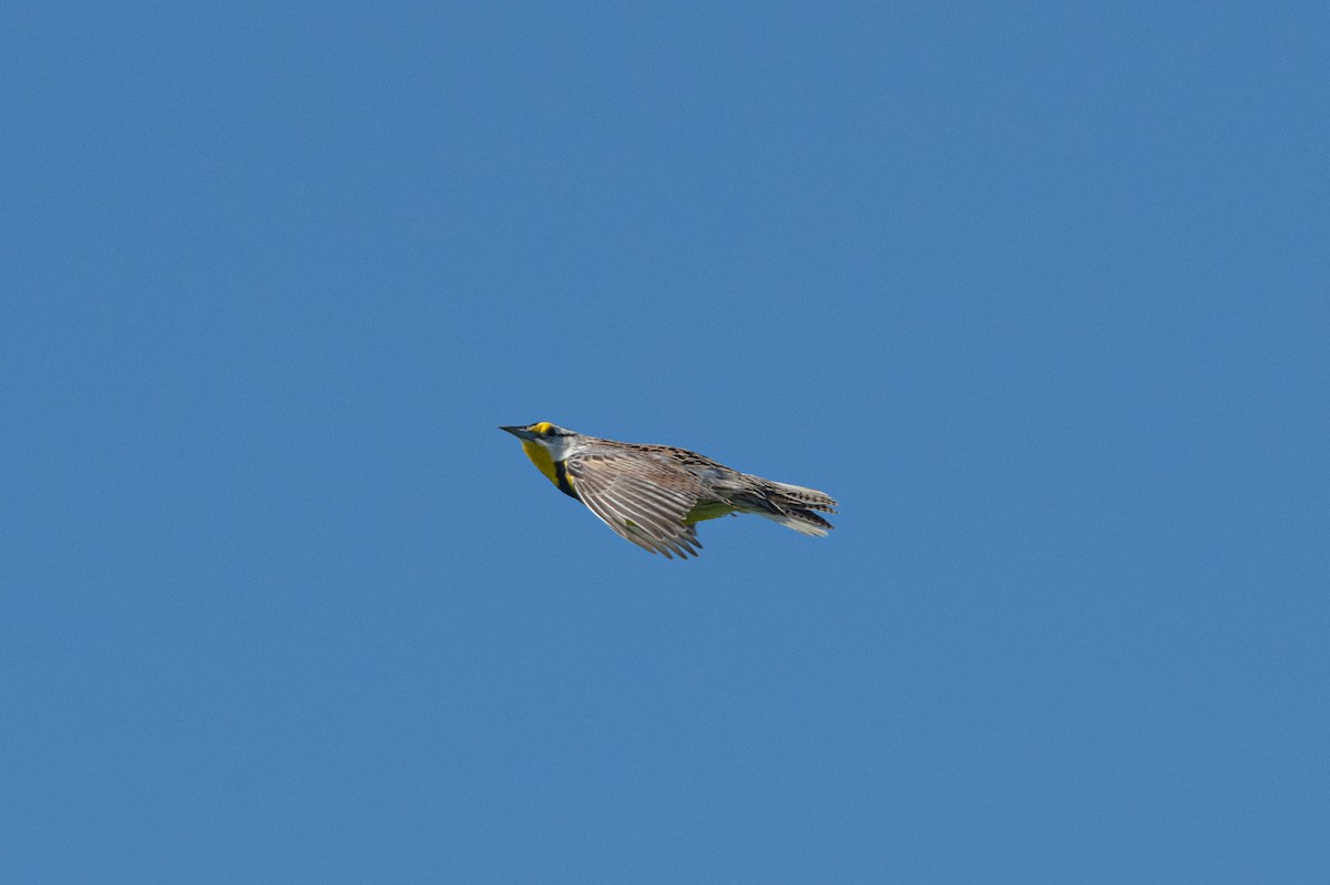 Eastern Meadowlark - ML617976673