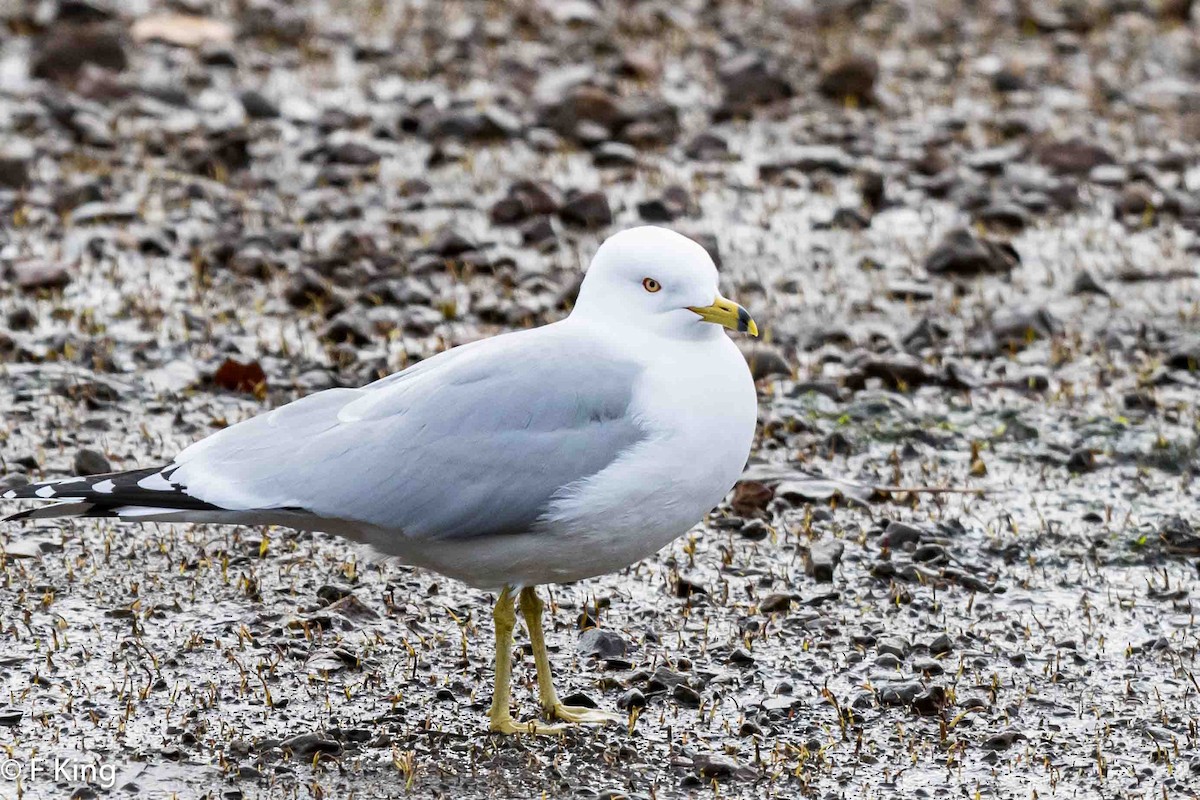 Ring-billed Gull - ML617976718