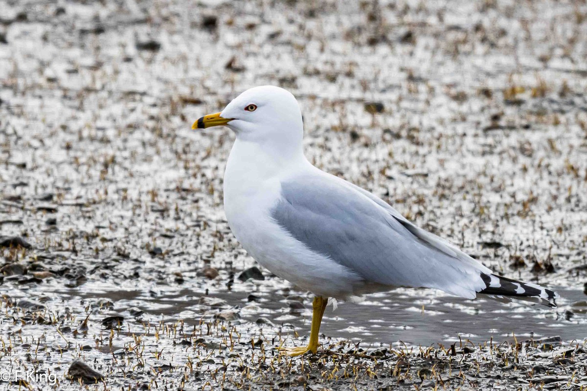 Ring-billed Gull - ML617976719