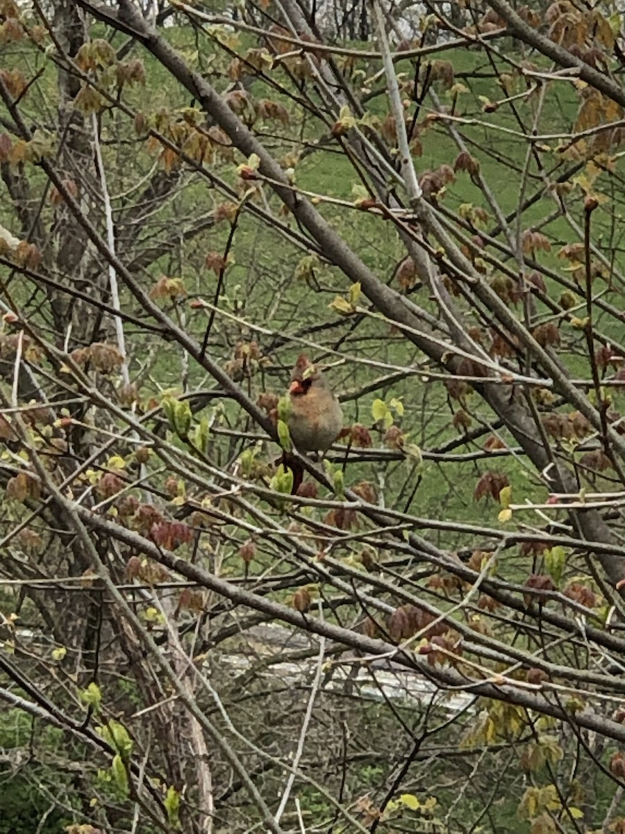 Northern Cardinal - kiara ellis