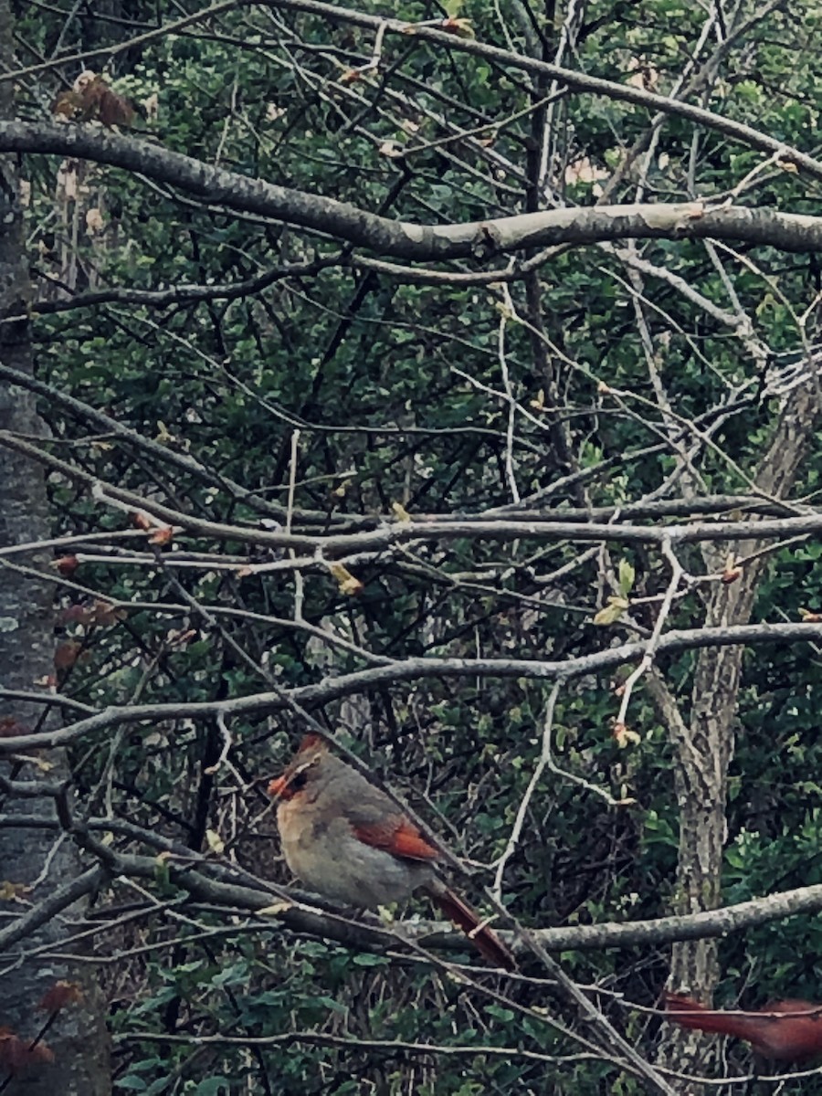 Northern Cardinal - kiara ellis
