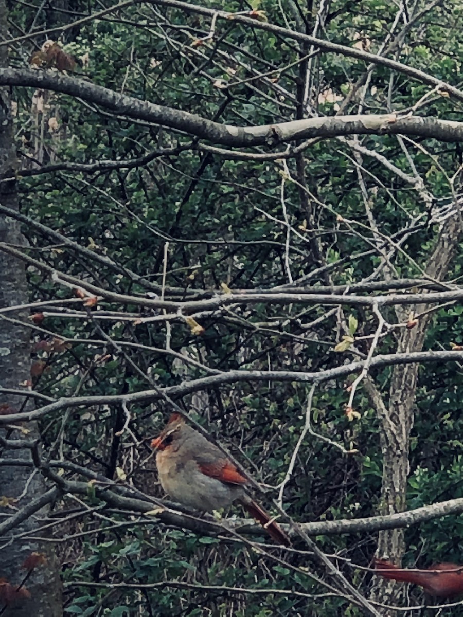 Northern Cardinal - ML617976780