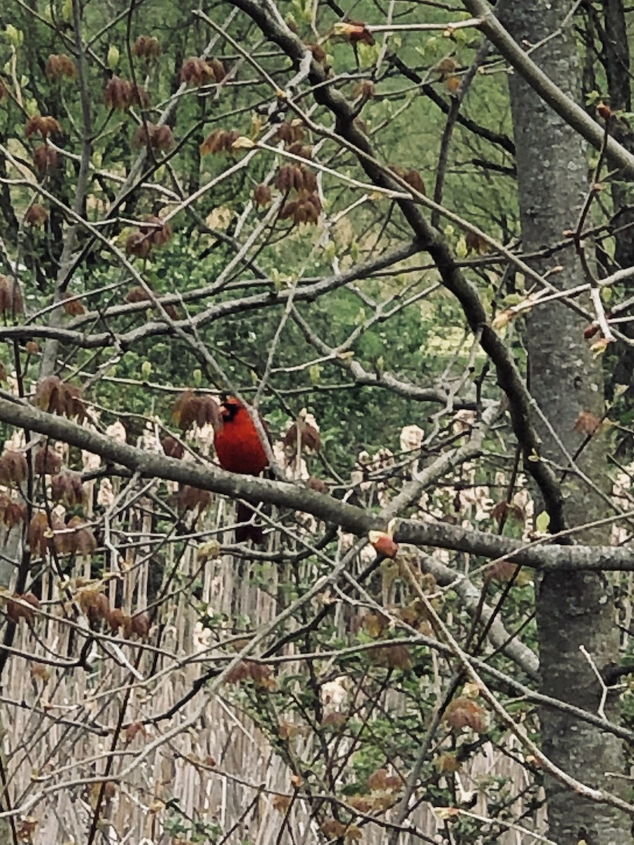 Northern Cardinal - kiara ellis