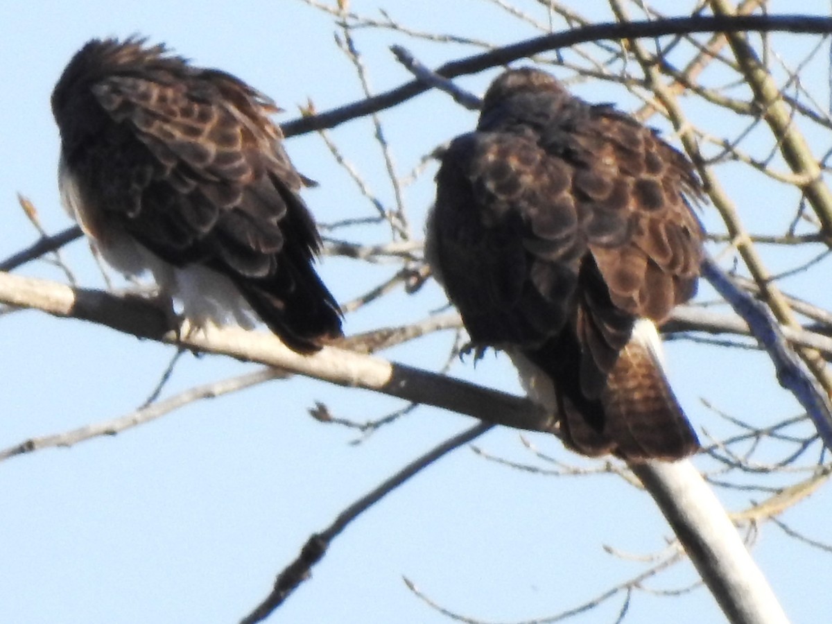 Swainson's Hawk - Dale Heinert