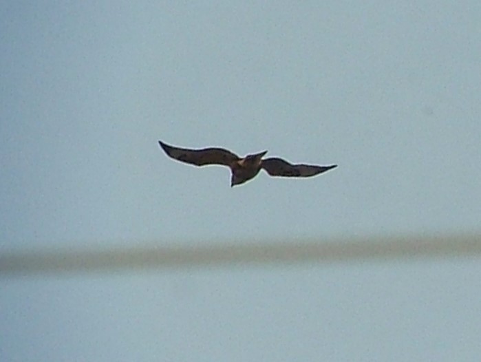 Buteo sp. - Tom Carley