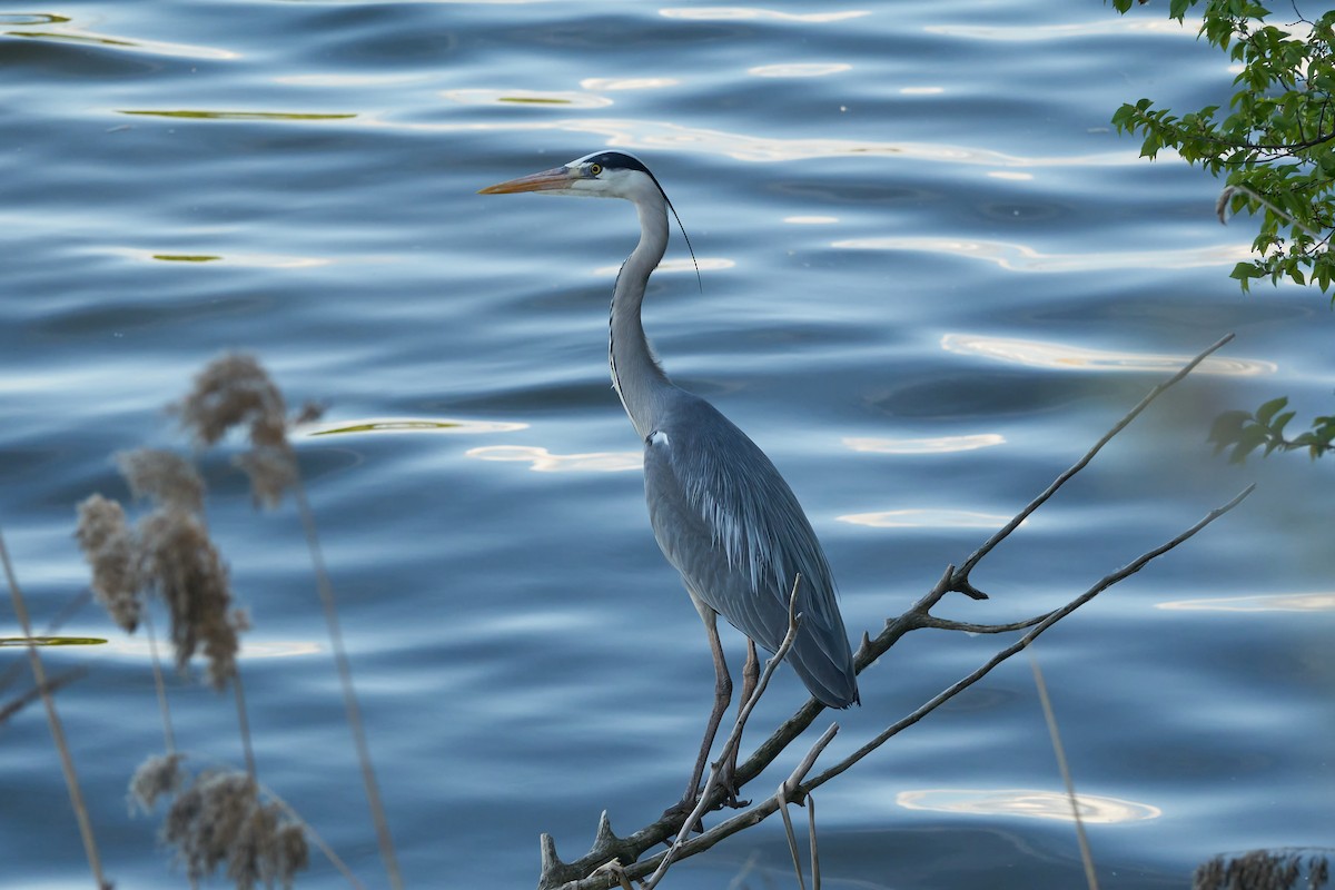 Gray Heron - ML617976863