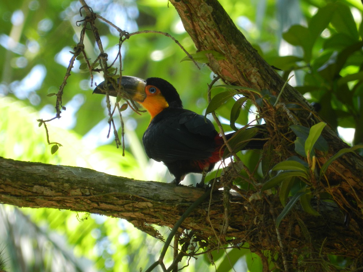 Red-breasted Toucan - ML617976875