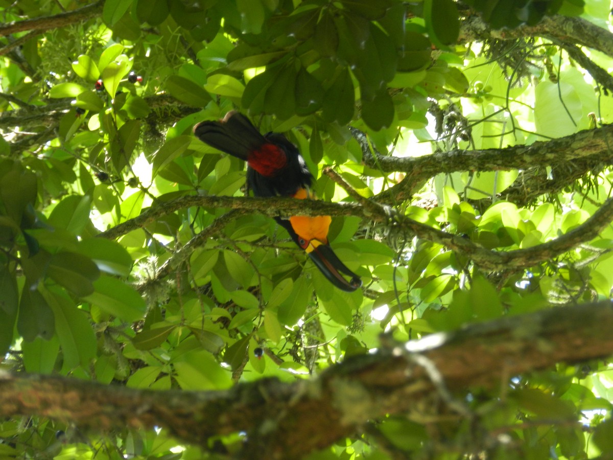 Red-breasted Toucan - Martin Parisi
