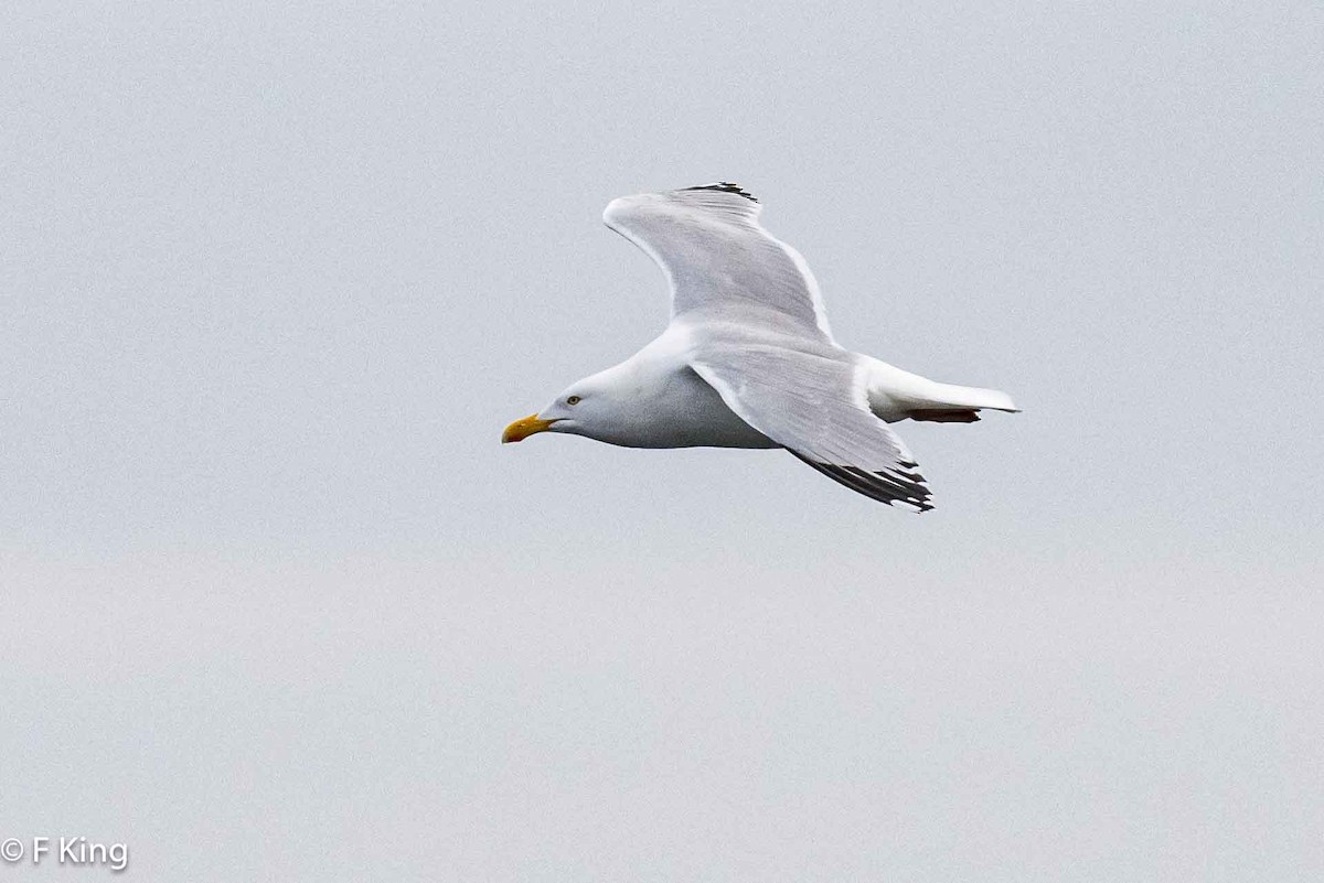 Herring Gull - ML617976905