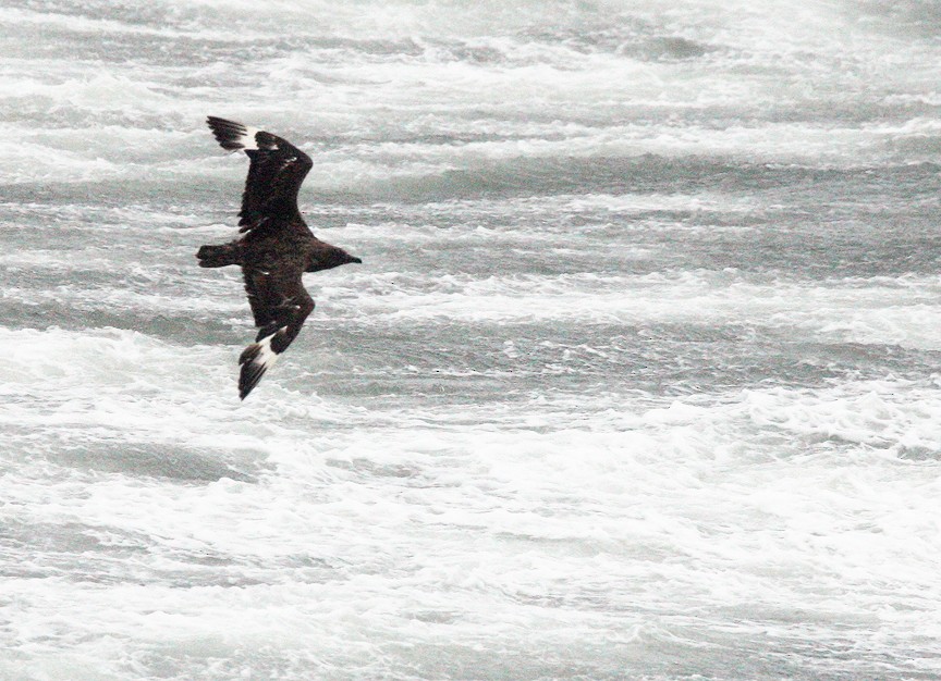 Great Skua - ML617976934