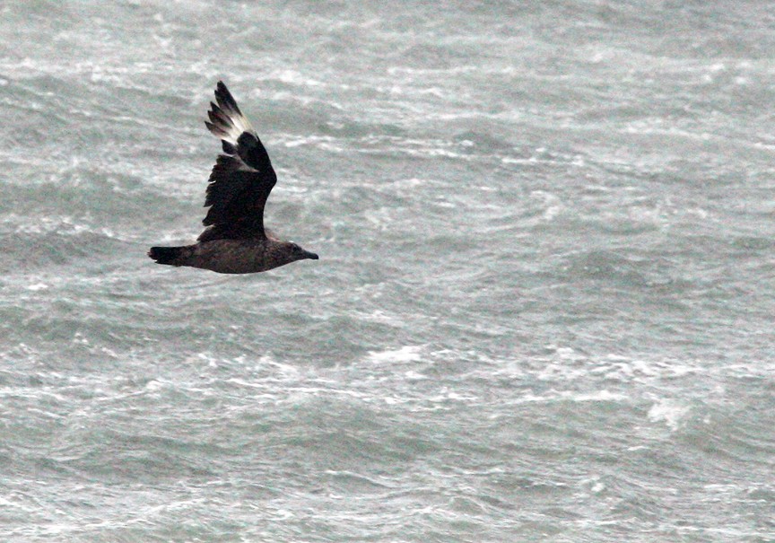 Great Skua - Ian L Jones