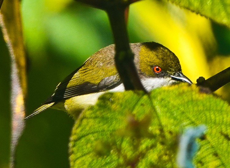 Olive-capped Flowerpecker - ML617976962