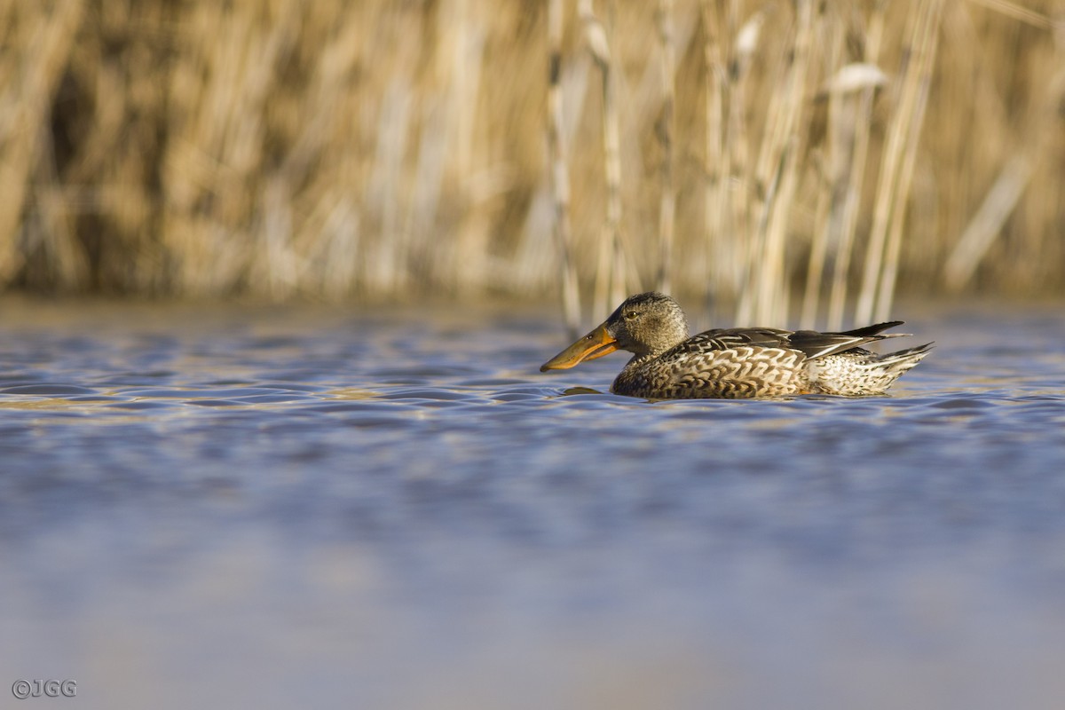 Northern Shoveler - ML617976977