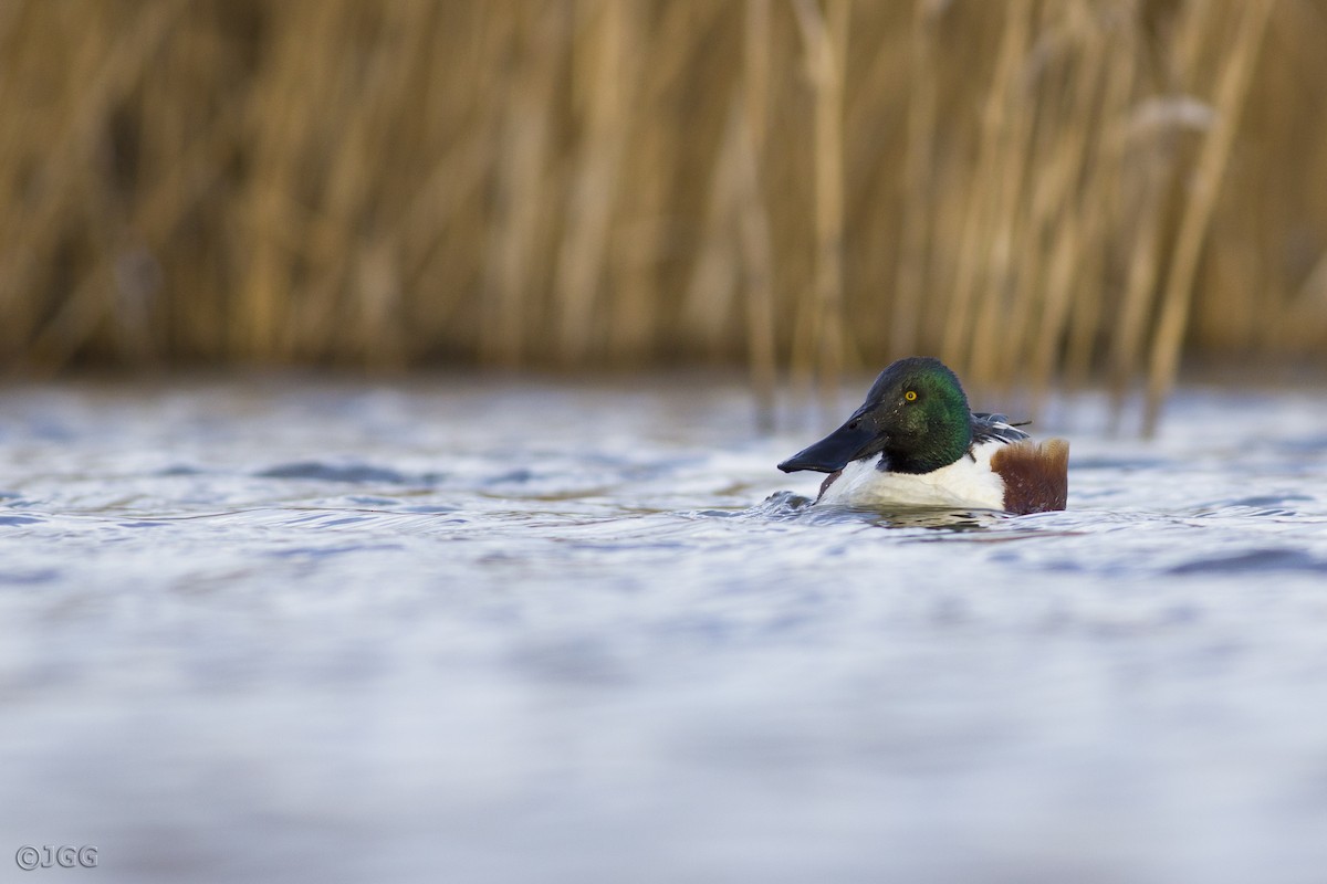 Northern Shoveler - ML617976978