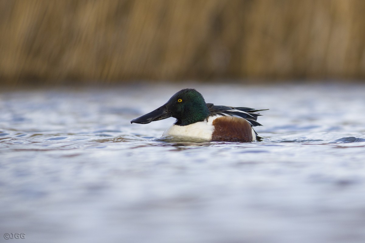 Northern Shoveler - ML617976980