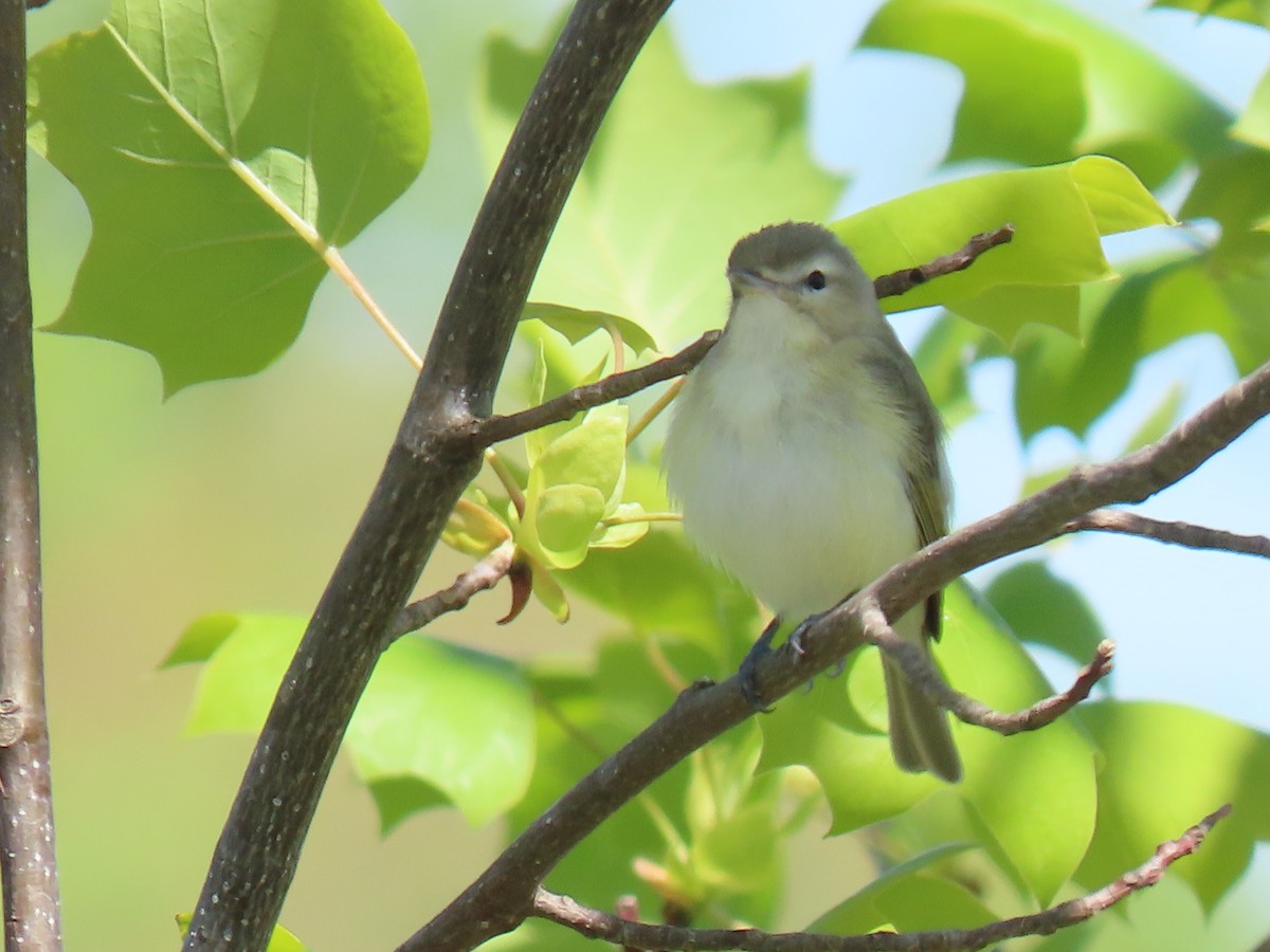 Warbling Vireo - Rick Robinson