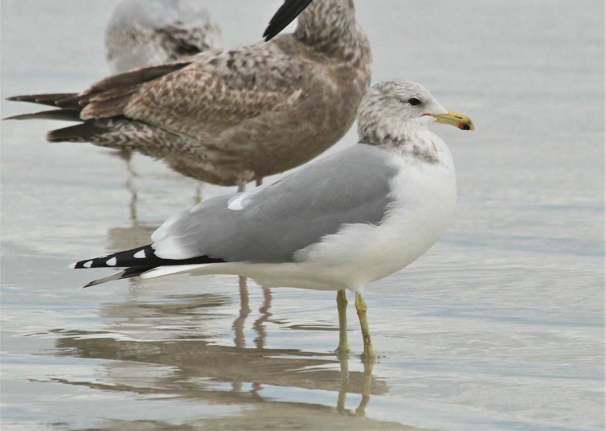 Gaviota Californiana - ML617977021