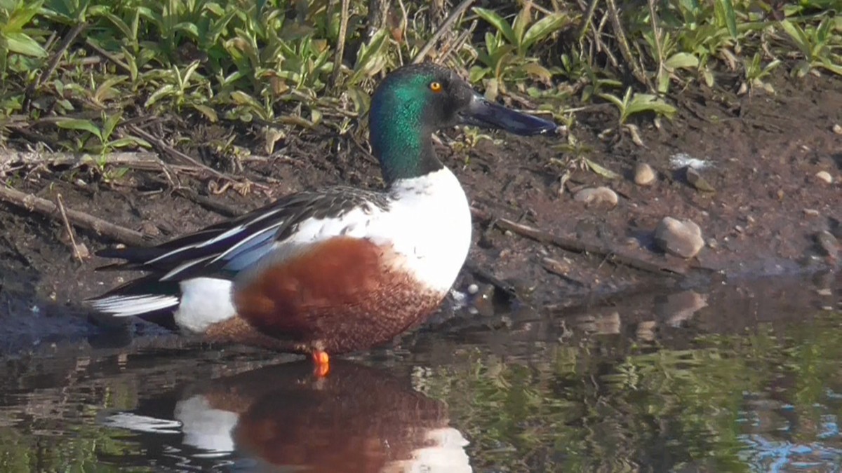 Northern Shoveler - ML617977037