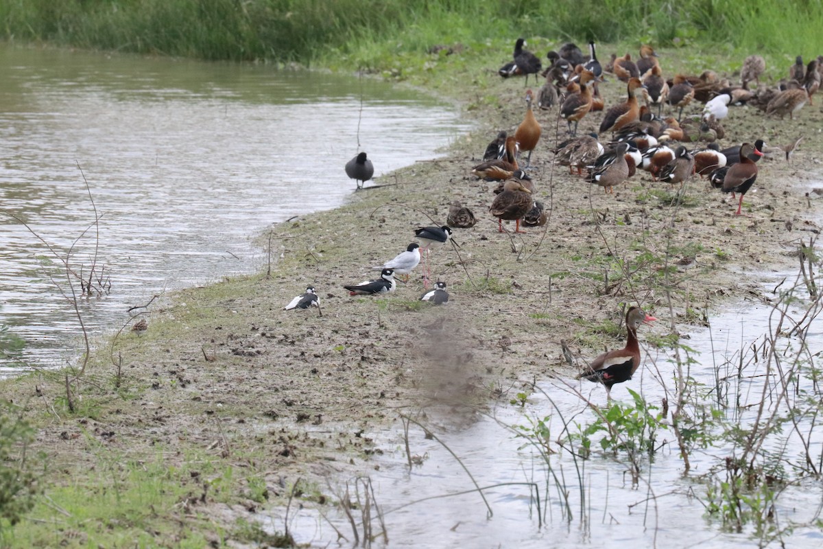 Dendrocygne fauve - ML617977054